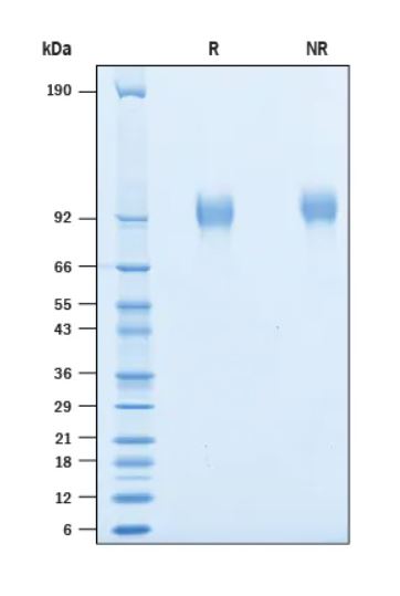 2 μg/lane Protein  was resolved with SDS-PAGE under reducing (R) and non-reducing (NR) conditions and visualized by Coomassie® Blue staining.